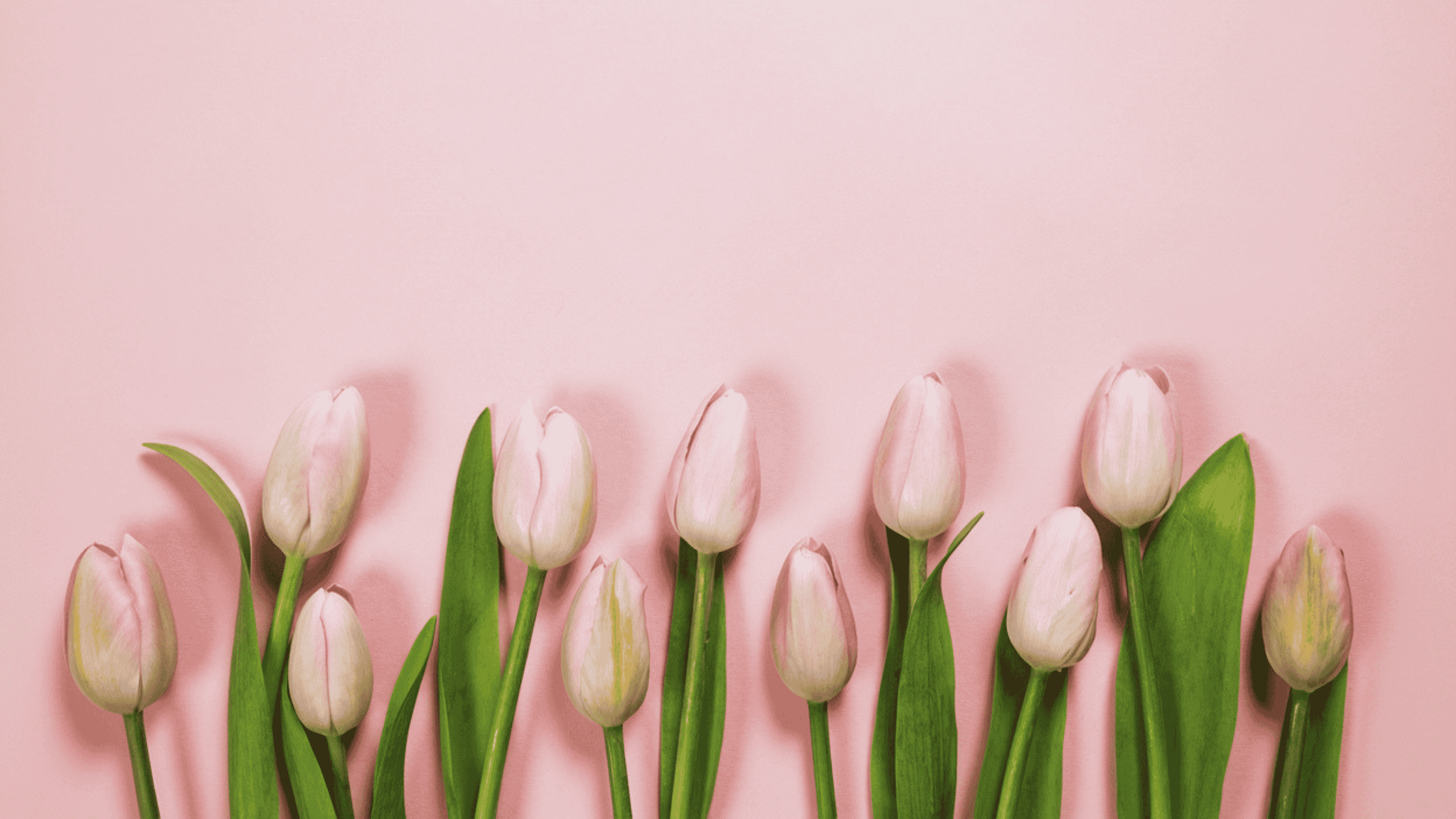 Pink spring tulips — Spring Evenings with Real Women of REALM at the REALM Studio in Philadelphia.